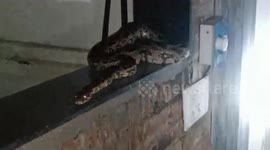 Snake rescued from government officials house in central India