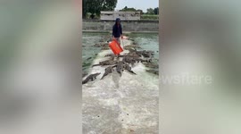 World's most dangeros job? Worker feeds fresh meat to 10,000 hungry crocodiles