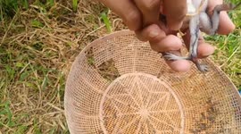 Baby frog born with six legs baffles locals in northern Thailand