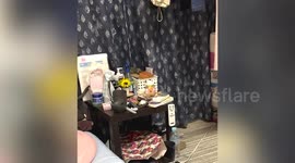 Huge rat snake slithers over woman's bedside table in Japan
