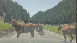 Roadside Encounter: Polite Horse Stops Traffic in China
