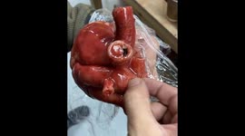 Hyper-realistic animatronic heart sculpture comes to life!