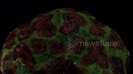 Scientists unearth ancient new frog fossil in Argentina