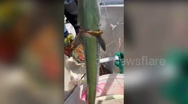 Anglers catch fish with gold bracelet stuck around its body in China