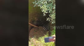 Small Indian civet rescued from deep well in eastern India