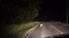 Porcupine family forms line walking together on edge of road at night