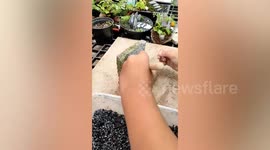 Schoolboy makes beautiful potted plant using old broken brick