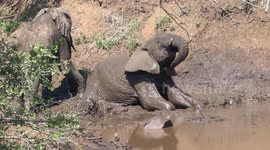 Young Elephant mud bathing, reminds me of how my daughter looks when I pick her up from School!