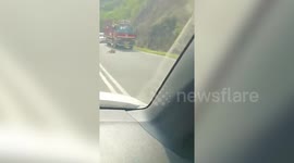 Leopard took a rest in the middle of a busy road