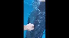Injured whale calf attacked by tiger shark swims up to Aussie boaters