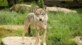 Wolf packs Spotted in Hautes-Pyrenees, France