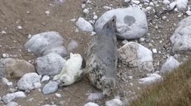 Seal Pup Gets A Back Scratch From Mom