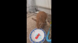 Bunny Throws A Temper Tantrum For More Salad