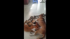 Wow! these 3 adult cats are still engrossed in sucking the dog's milk