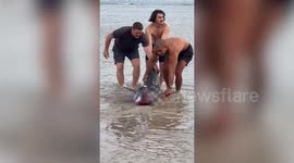 Hero American tourists save dolphin stranded on beach in Phuket, Thailand