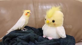 Chirpy pet cockatiel makes laugh-like sounds copied by voice-repeating toy