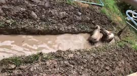 Pet French bulldogs chase each other along muddy ditch