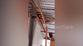 Large python spits out dead cat while hanging on ceiling rafters of shop