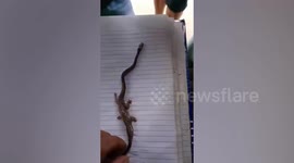Snake with four legs baffles locals in the Philippines