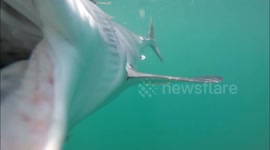 Terrifying footage catches mako shark trying to eat diver's GoPro