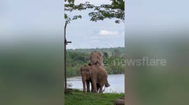 Two elephants play next to lake at sanctuary in Thailand
