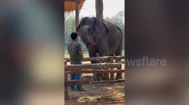 Elephant practices playing harmonica with caretaker