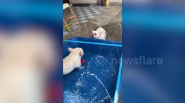 Pet French bulldogs cool off in paddling pool on hot day in Thailand