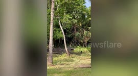 Pet dog learns how to shepherd ducks on farm