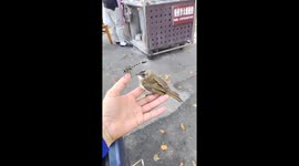 Chinese woman's unexpected connection with wild bird and dragonfly