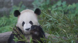A Giant Panda Eats Bamboo at Chongqing Zoo in Chongqing, China