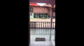 Eid surprise: mother pig leads piglet parade through Kedah neighborhood
