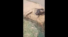 Funny buffalo jumps into the mud to bathe