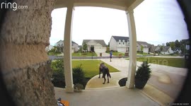 Dog's Zoomies Take Out Husband