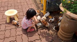 Adorable Malaysian baby girl feeds guinea pigs in a farm