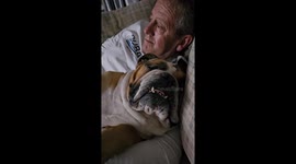 Bulldog Sleeps Soundly in Dad's Arms