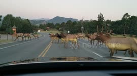 Caution: Elk Crossing