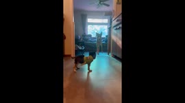 Amputee Puppy Learns to Walk From His Big Brother