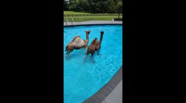Camels Take a Dip in Swimming Pool