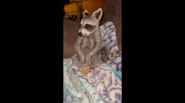 Little Raccoon Enjoys a Bedtime Snack
