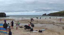 Trevone Beach, 24th August  2023 a fantastic on shore breeze is making all the waves nice for surfing