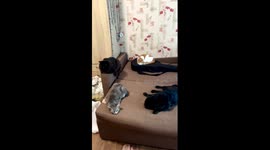 Resilience and comfort: pets from Bakhmut find peace in Dnipro amidst conflict