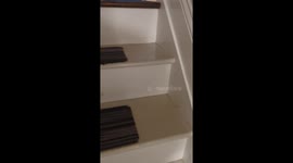 Husky Watches With Disapproval