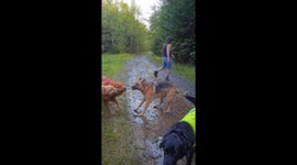 German Shepherd Has Patient Friends