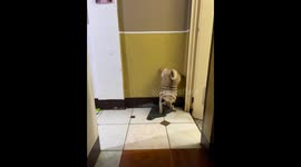 Pug Takes A Dump Upside Down