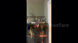 Cairo The Parrot Wants Kitty To Be Quiet