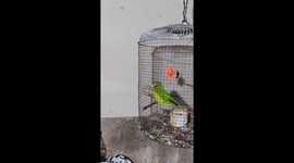 Parrot Places Bucket On Head