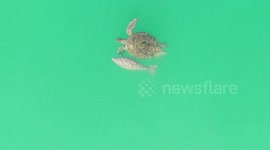 Sea turtle and baby dugong swim together off coast of Thai beach