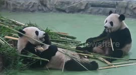 Startled pandas bump heads... then leap to each other's defence