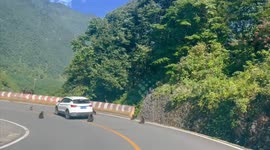 Hungry monkeys surround car to try and get food on mountain in China
