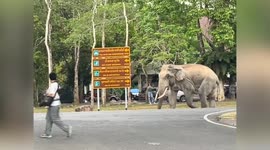 Unruly wild elephant chases visitors through car park in Thailand